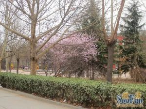 东城区东直门东四十条工体新中西街大一居
