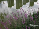 紫晶公园实景图（2014-5-27）