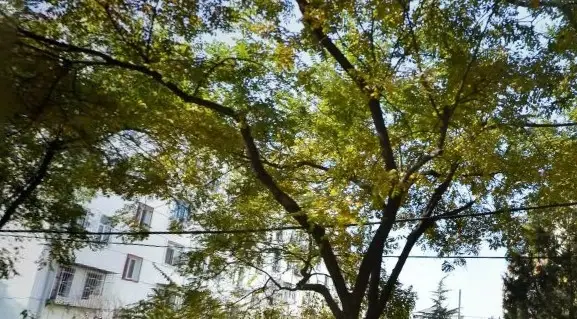 厂洼街甲5号院实景图