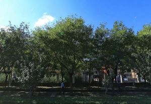运河西大街137号院潞河!