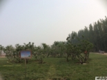 索泸河东岸樱桃树(2014-07-04)