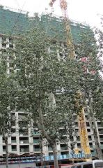 橄榄谷南向两居高层视野开阔采光充足