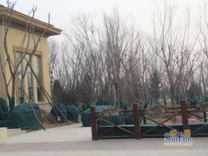 北京东,世茂开发低密度下叠拼,上下两层,可养花种菜