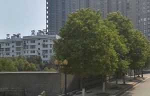 黎明艺术家园3室1厅南北