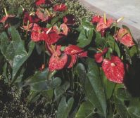 总价低 70 年达产权的小房子来了