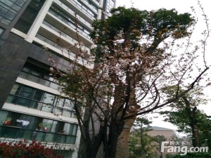 融科东南海3室2厅南
