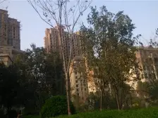 电梯洋房,一梯两户, 南北格局 通体大阳台