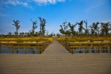 青岛少海湿地公园实景图，震撼心灵的美！
