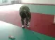 运动塑胶地板施工工艺?运动塑胶地板选购技巧是什么?