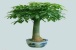 小发财树能长大吗?如何养小的发财树?