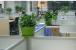 办公室风水植物摆设?老板办公桌上放什么植物好?